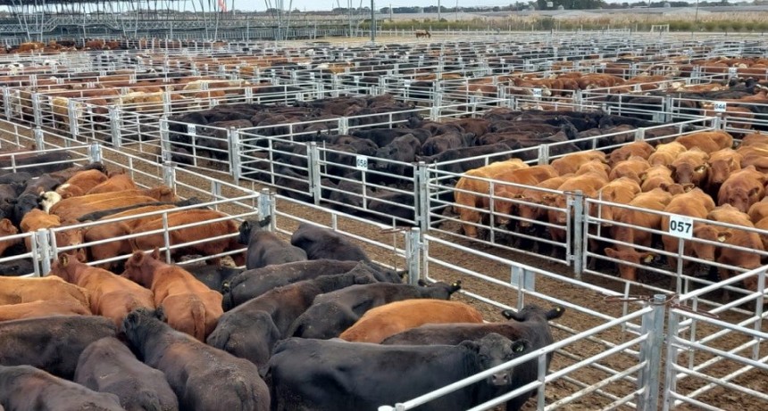 Faena vacuna: pese a la tendencia declinante, no se observan una fase de retenci&oacute;n