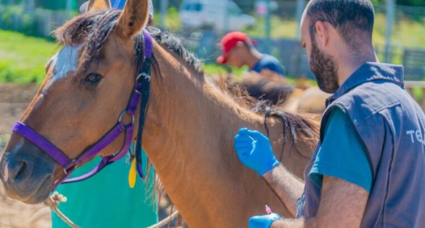 Confirman otra muerte humana por encefalitis equina en la provincia y ya son seis