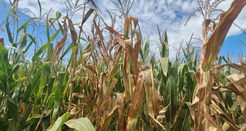 Achaparramiento del ma&iacute;z: qu&eacute; estrategias aplicar en cada regi&oacute;n del pa&iacute;s