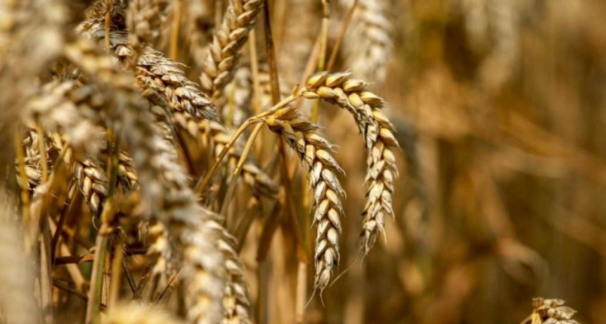 Acopiadores de granos realizar&aacute;n un congreso para debatir sobre la producci&oacute;n y el comercio del trigo