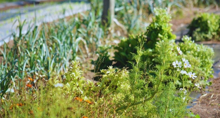 Franjas florales: una estrategia innovadora para el control biol&oacute;gico de plagas