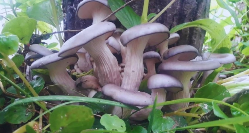El INTA impulsa la producci&oacute;n agroecol&oacute;gica de hongos comestibles y medicinales