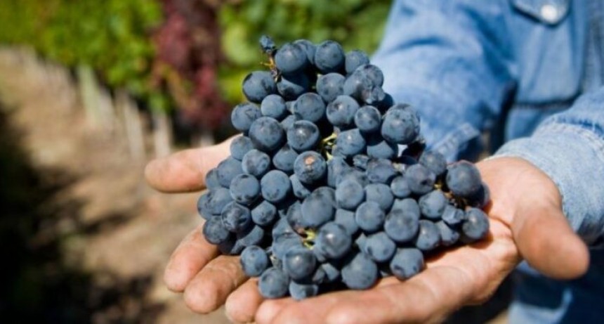 Cient&iacute;ficos argentinos descifraron el genoma del Malbec: iniciativa privada y acad&eacute;mica con gran proyecci&oacute;n