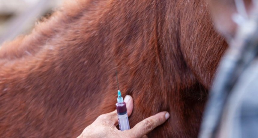 Nuevas condiciones para uso de productos veterinarios con antimicrobianos