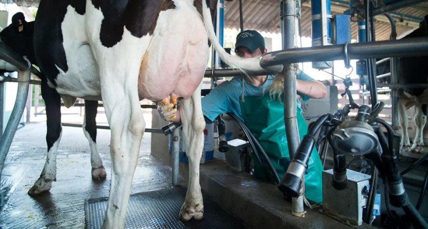 Premiar&aacute;n la calidad de la leche y el bienestar del rodeo