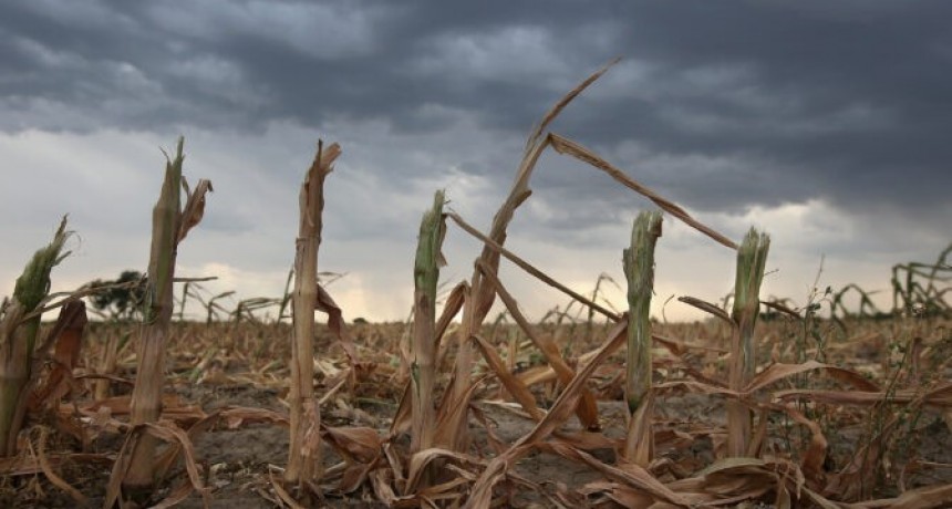 La Provincia declar&oacute; la emergencia agropecuaria en distritos del sudoeste