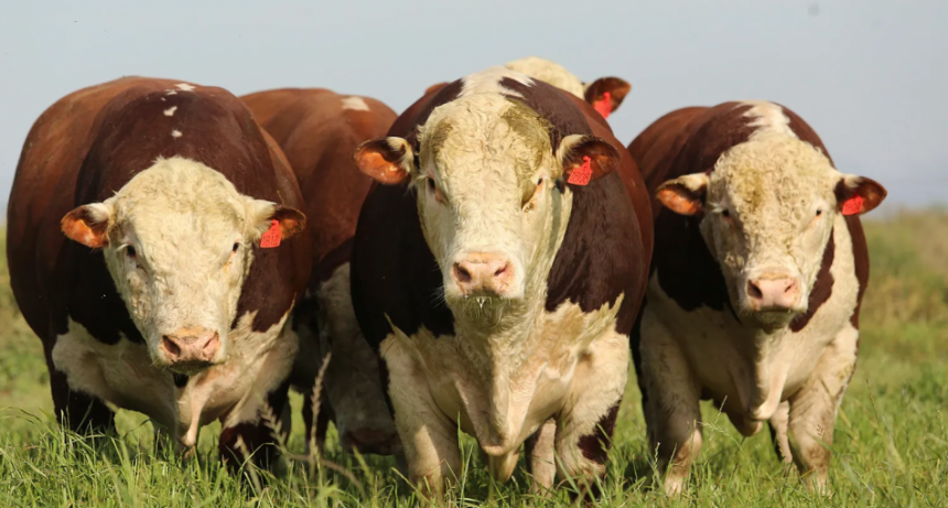Llega la 75&deg; Exposici&oacute;n Oto&ntilde;o de Hereford a la Sociedad Rural de Azul