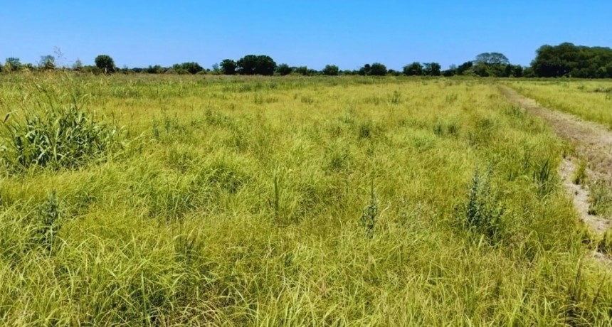 Pautas para &ldquo;pasar el invierno&rdquo; en las zonas donde el verano dej&oacute; sequ&iacute;a