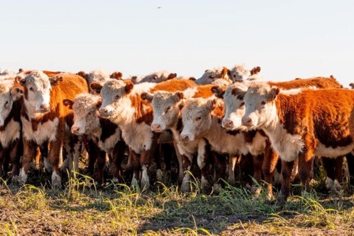 Boom ganadero en Argentina: fuerte optimismo de cara al Congreso Ganadero Rosario 2026