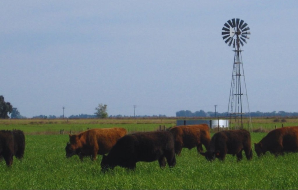 Carne pastoril: destacan su valor nutricional y buscan posicionarla como producto saludable