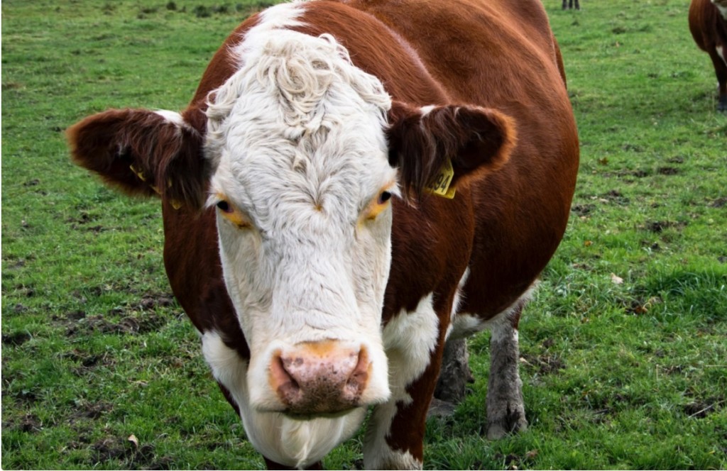 SENASA implementa medidas excepcionales para la ganader&iacute;a por inundaciones en cinco provincias