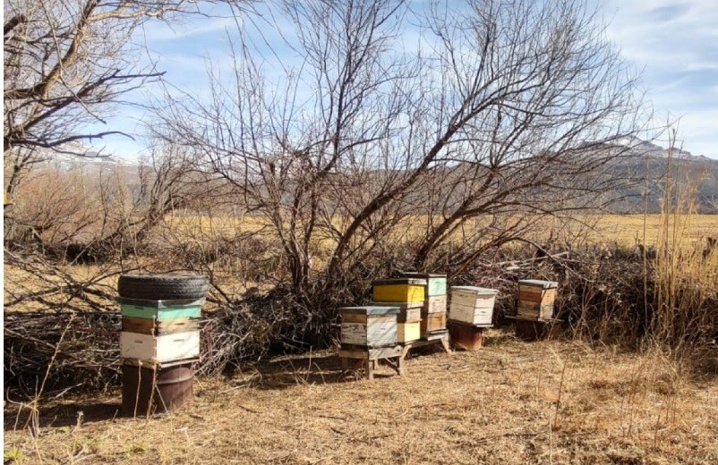 Mendoza impulsa la sanidad ap&iacute;cola: relevan apiarios para mejorar exportaciones de miel