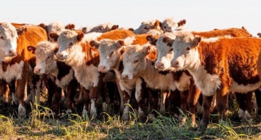 Boom ganadero en Argentina: fuerte optimismo de cara al Congreso Ganadero Rosario 2026
