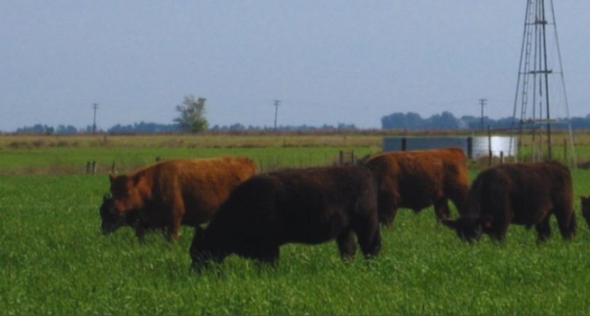 Carne pastoril: destacan su valor nutricional y buscan posicionarla como producto saludable