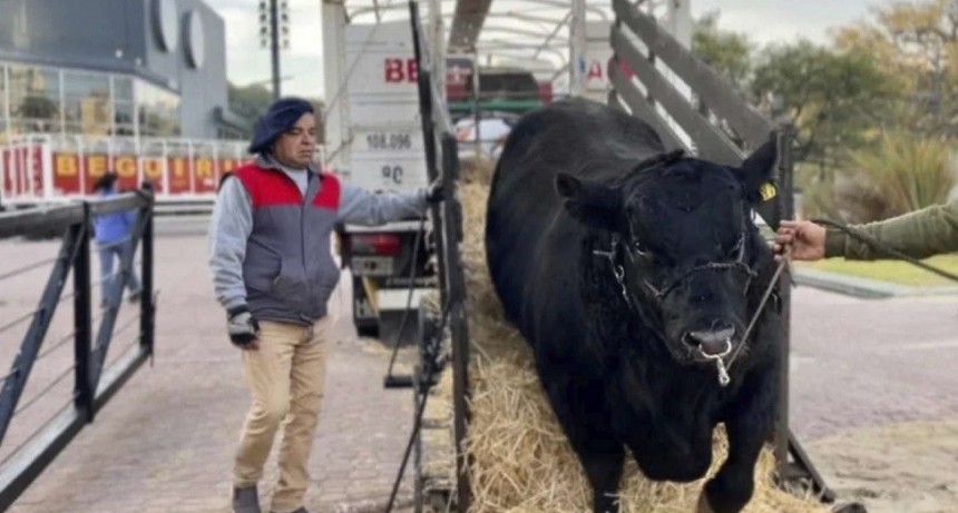 Comenz&oacute; en "La Rural" la celebraci&oacute;n por los 100 a&ntilde;os de Angus 