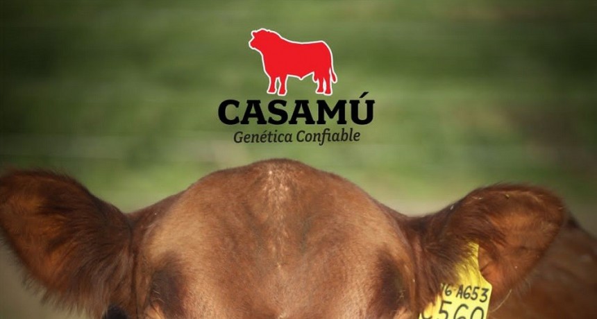 Este mi&eacute;rcoles se realiza el remate de caba&ntilde;a Casam&uacute;