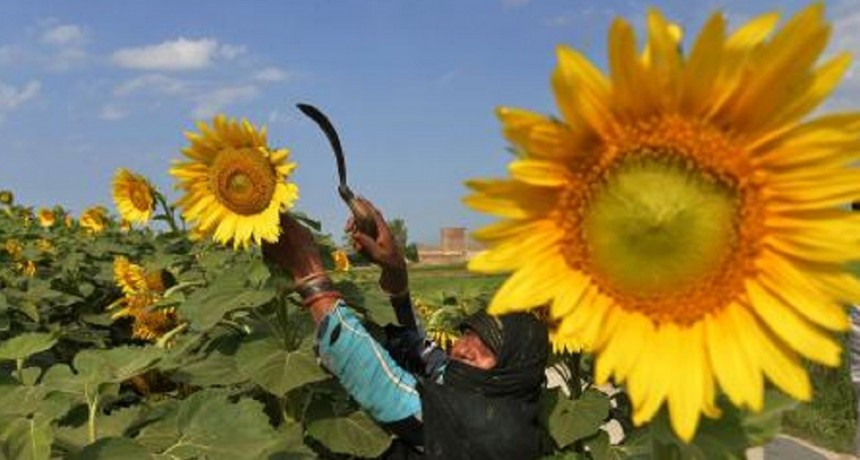 Culmin&oacute; la campa&ntilde;a de girasol 2022-23 con n&uacute;meros superiores a pesar de la sequ&iacute;a