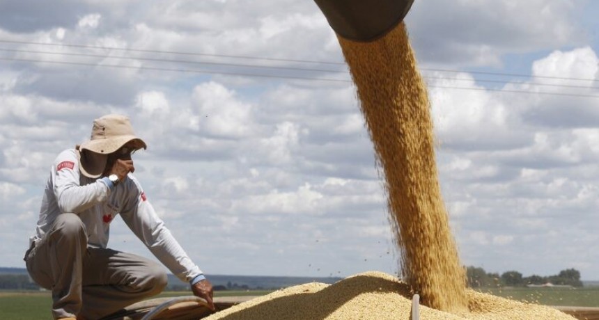 La soja en ca&iacute;da por la sequ&iacute;a: la cosecha ser&aacute; un 56% menos de lo que se esperaba