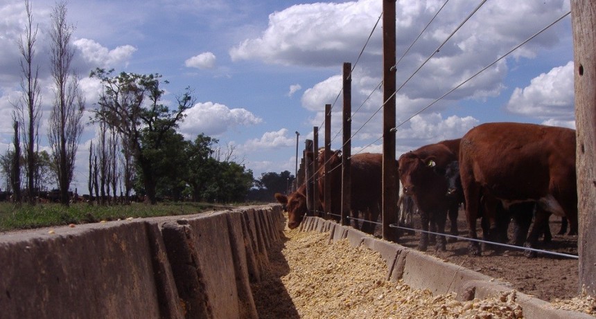 En abril, el encierre en feedlots creci&oacute; un 3,4%