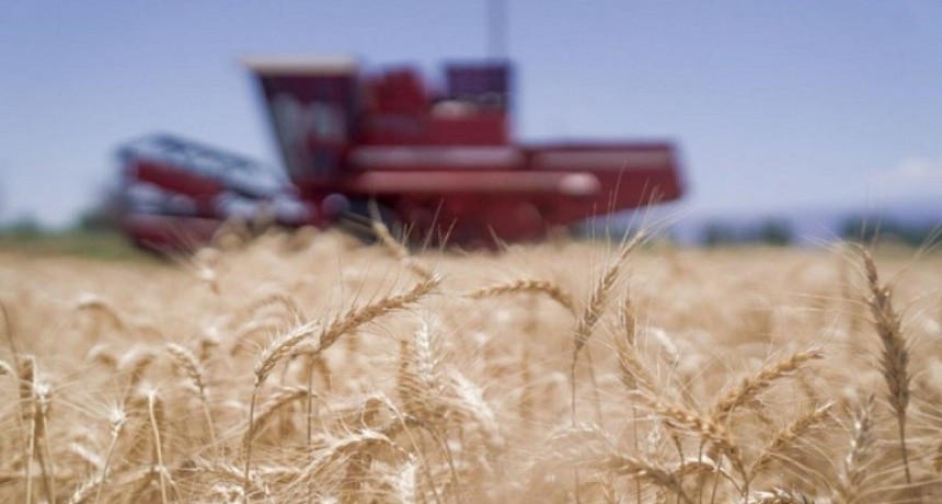 En la Sociedad Rural afirman que el mercado del trigo &ldquo;est&aacute; paralizado&rdquo;