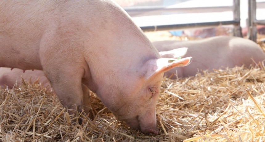 Triquinosis: principales pautas de prevenci&oacute;n en la producci&oacute;n y el consumo de alimentos
