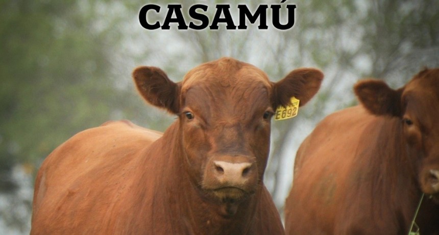El 31 de Mayo se realiza el remate de Oto&ntilde;o de Caba&ntilde;a Casam&uacute;