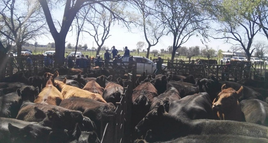 &Iacute;ndice Novillo Mercado Agroganadero