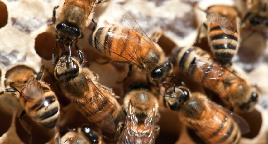 El 20 de mayo se celebr&oacute; el D&iacute;a Mundial de las abejas: Recomendaciones para el cuidado del bienestar animal ap&iacute;cola