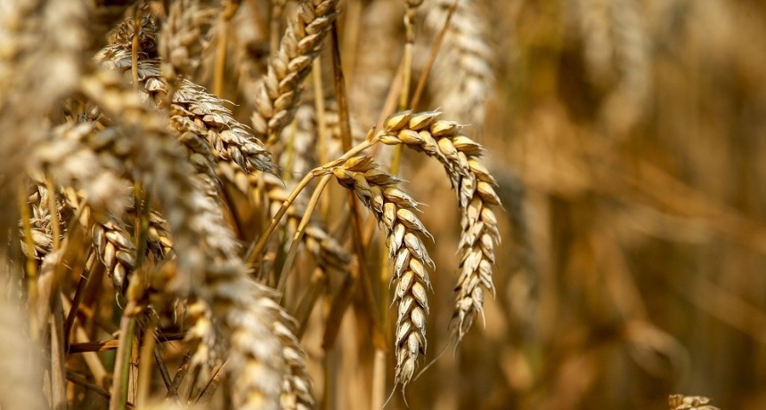 Autorizan un nuevo ajuste en el precio de referencia del trigo: &iquest;aumenta el pan?
