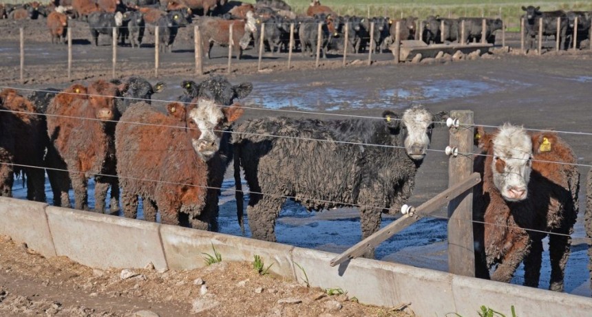 Se llevar&aacute; a cabo en Olavarr&iacute;a la primera edici&oacute;n de &ldquo;La Ganader&iacute;a que viene&rdquo;