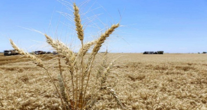 Trigo: anticipan un evento muy importante de lluvias que puede cambiar el escenario de siembra