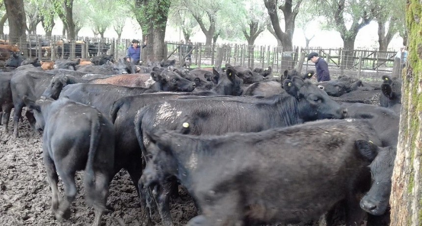 &Iacute;ndice Novillo Mercado Agroganadero $477.55