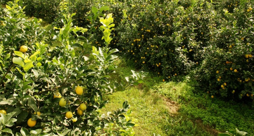La Uni&oacute;n Europea reabri&oacute; su mercado a los c&iacute;tricos org&aacute;nicos argentinos despu&eacute;s de 20 a&ntilde;os