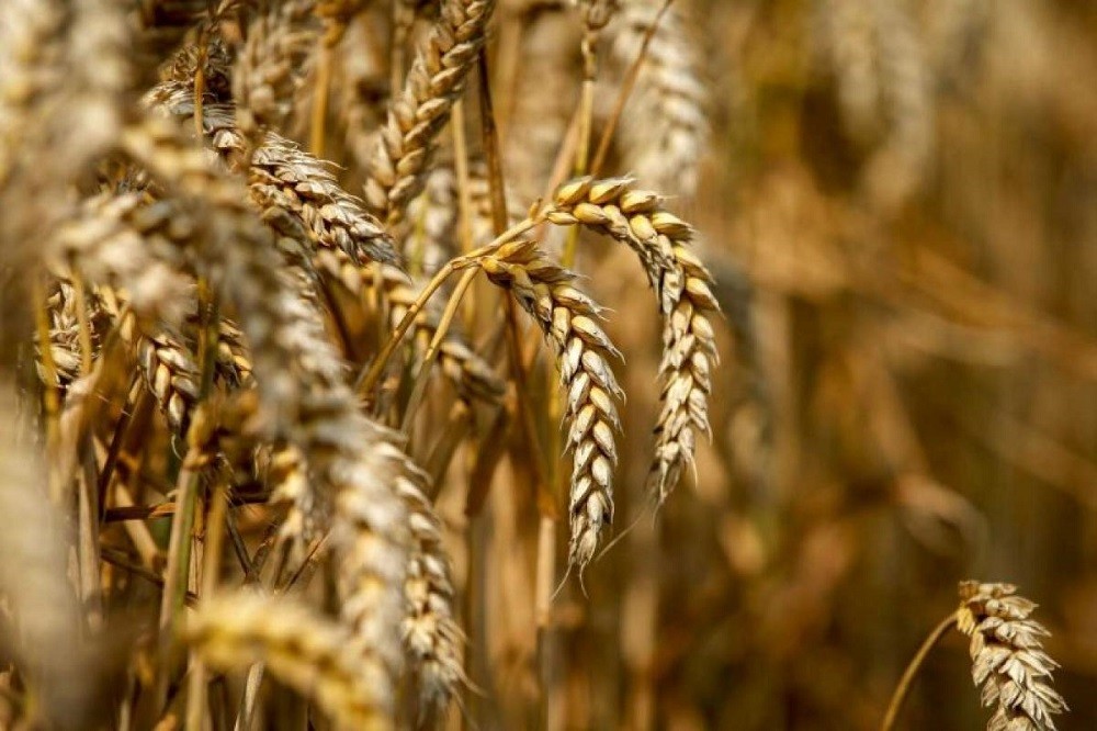 El Gobierno Nacional dio de baja el sistema de Volúmenes de Equilibrio para el trigo y maíz