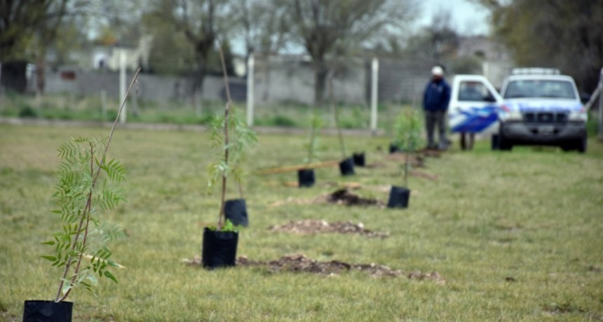 Anuncian el Plan Integral de Reconstrucci&oacute;n del Arbolado