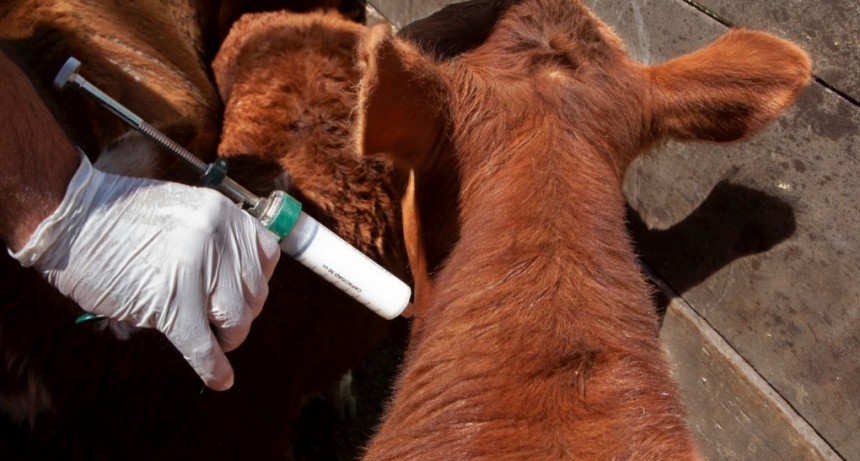 Se simplifican y establecen nuevas condiciones para la producci&oacute;n de vacunas contra la fiebre aftosa