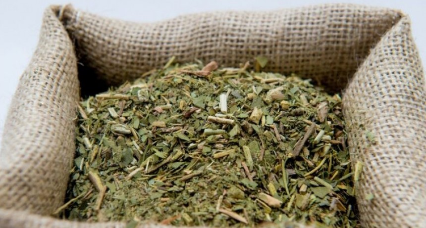 Fuerte crecimiento de las importaciones de yerba mate desde Brasil y Paraguay
