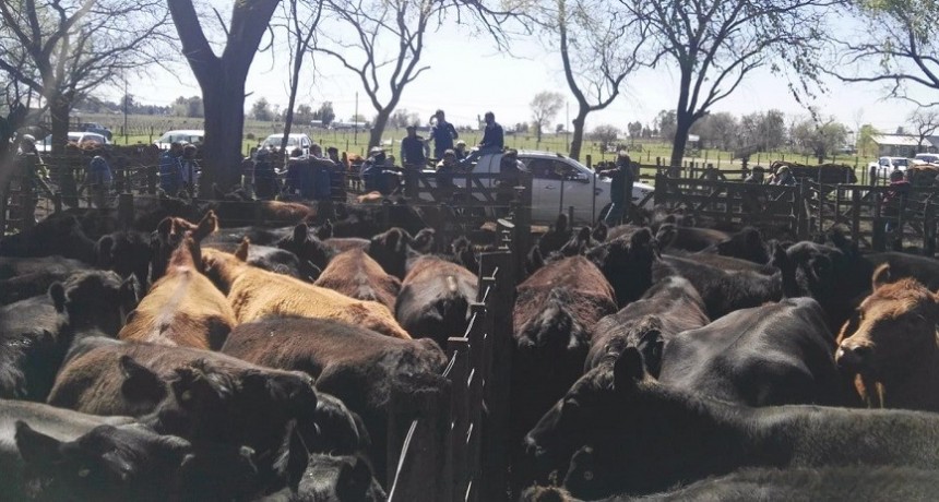 Estrategias para una producci&oacute;n ganadera sustentable