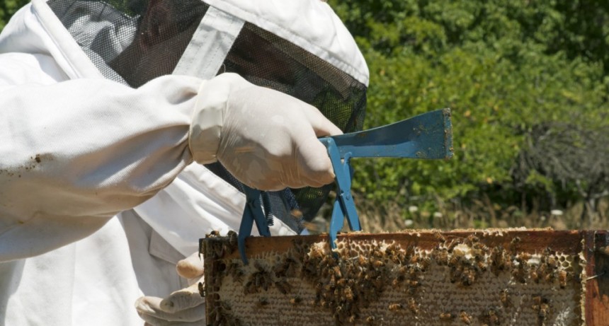 D&iacute;a Mundial de las Abejas: Contribuyen a la producci&oacute;n de alimentos sostenible y sustentable