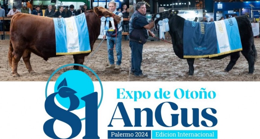 &ldquo;Gran fiesta de la ganader&iacute;a&rdquo;: comienza la 81&ordm; Expo Angus de Oto&ntilde;o en Palermo