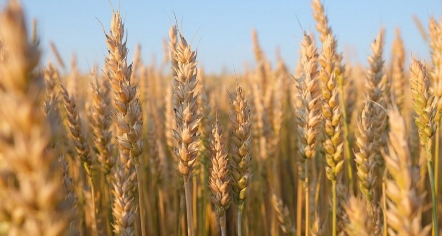 La Afip redujo las presentaciones anuales para los productores