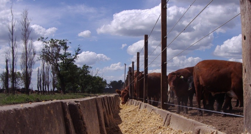 Los n&uacute;meros del feedlot comenzaron a mejorar