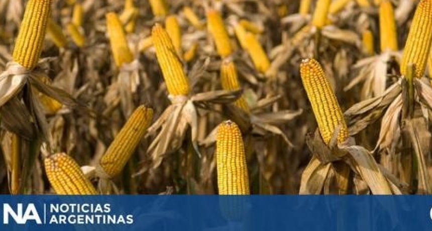 Productores maiceros reclaman un "cambio real" para fomentar inversiones