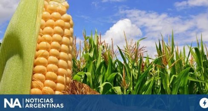 La Argentina suma un nuevo mercado clave para las exportaciones de ma&iacute;z: China