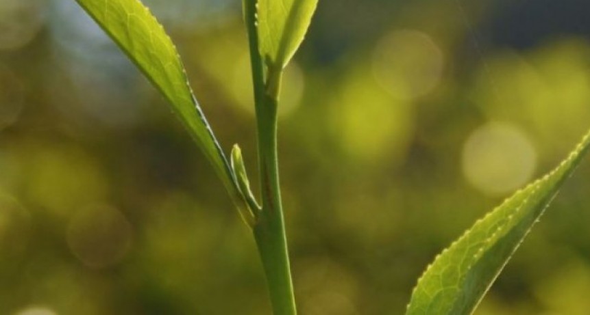 El INTA desarroll&oacute; dos variedades de t&eacute; gourmet