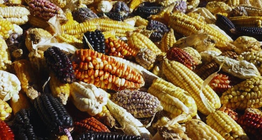 Buscan maximizar el rendimiento del ma&iacute;z andino