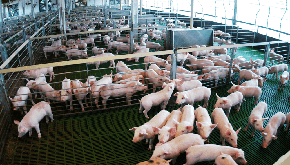 Partió el primer embarque de carne porcina argentina rumbo a Filipinas
