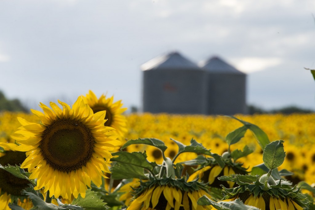 Cosecha récord de girasol: creció un 28,2% respecto a la campaña anterior