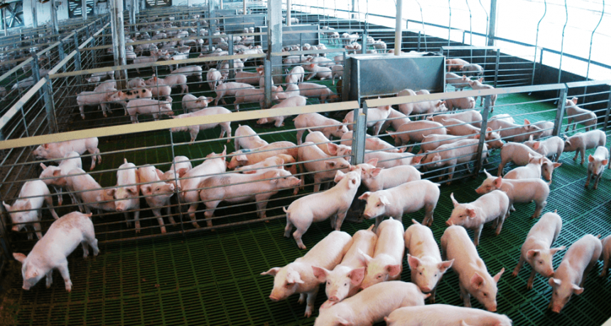Parti&oacute; el primer embarque de carne porcina argentina rumbo a Filipinas