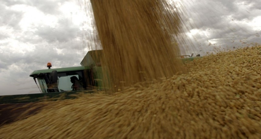 La producci&oacute;n de soja en alza, alcanzar&iacute;a las 50 millones de toneladas
